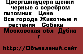 Цвергшнауцера щенки черные с серебром питомник › Цена ­ 30 000 - Все города Животные и растения » Собаки   . Московская обл.,Дубна г.